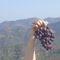 А виноград на Кипре растет как трава… в поле!!!